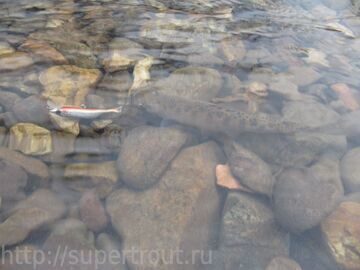 Пеструха-в-реке-Амба-Открытие-сезона